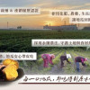 J-冠軍甘薯_冰烤三色地瓜