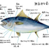 K-正東港黑鮪魚腹排