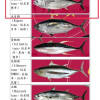 K-正東港黑鮪魚腹排